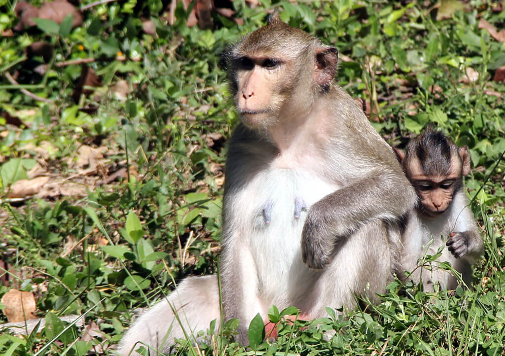 Affenmutter mit Baby auf dem Gelände von Angkor