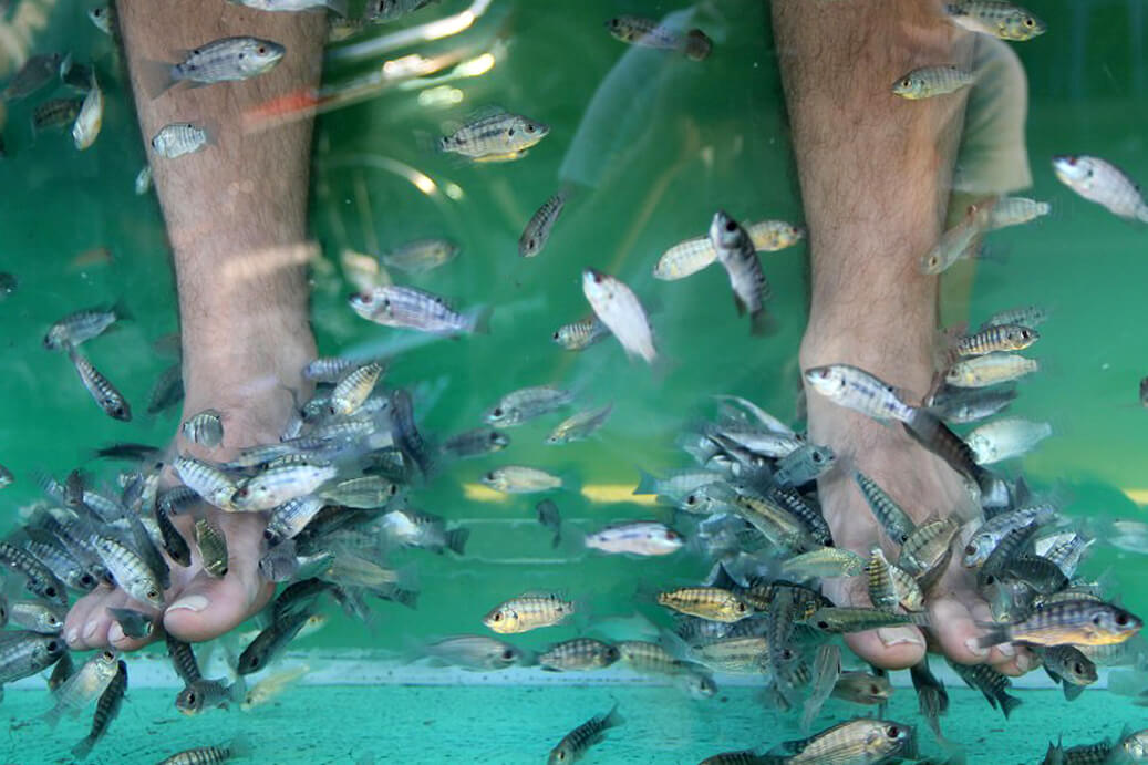 Doktorfische knabbern an überschüssigen Hautpartikeln