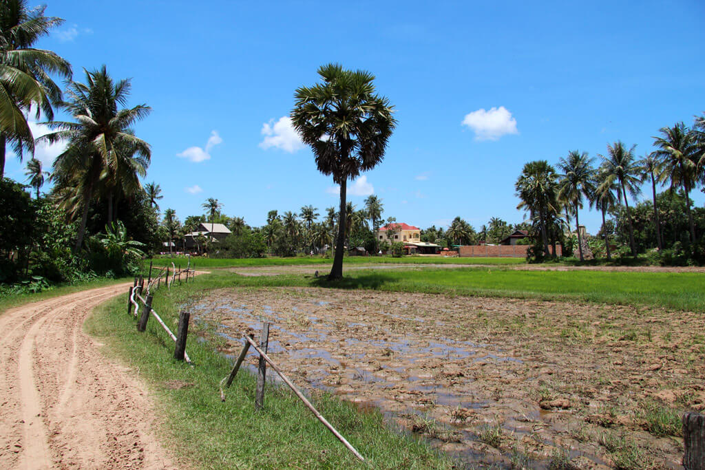 The landscape in Cambodia