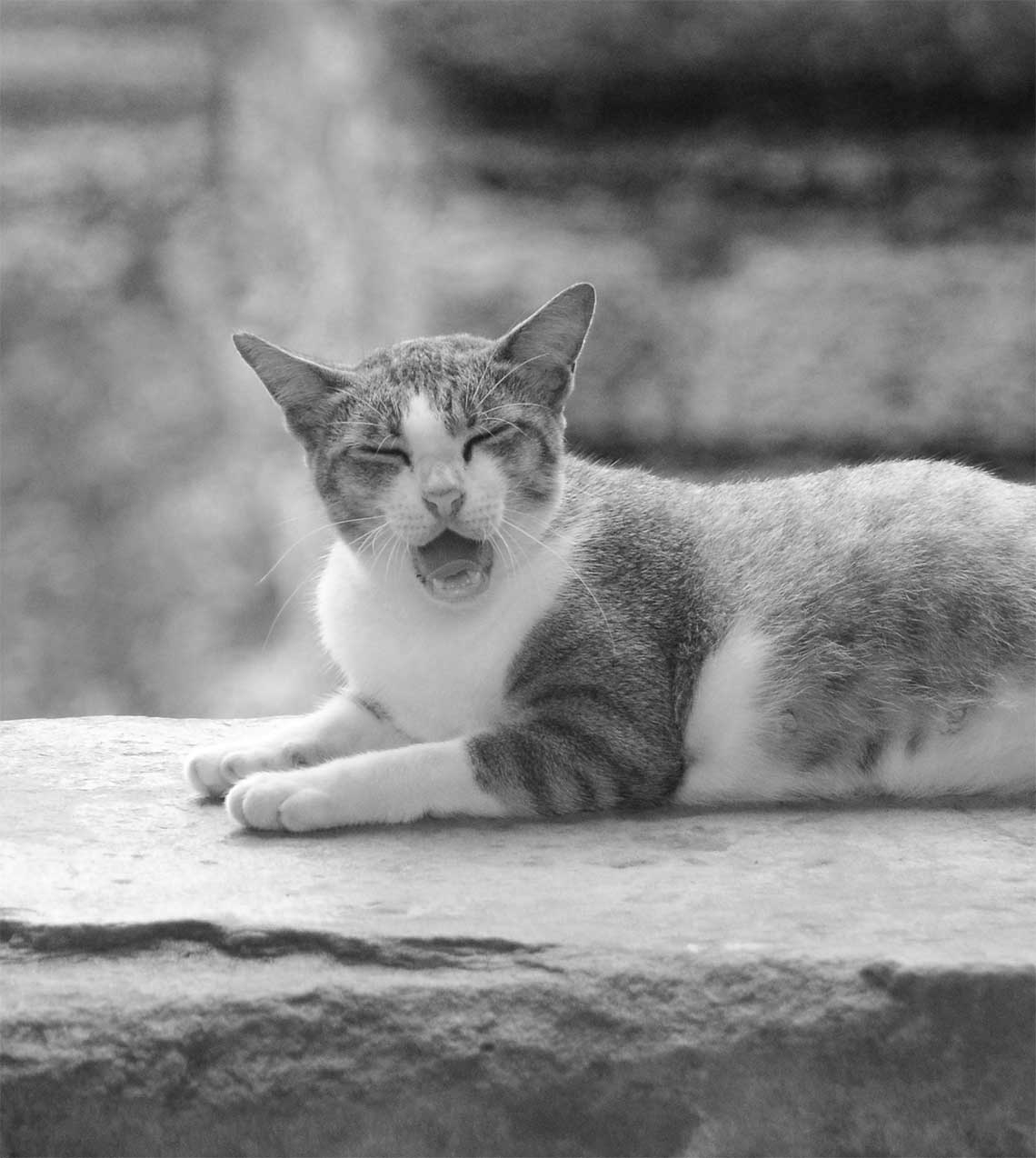 Gähnende Katze am Angkor Tempel