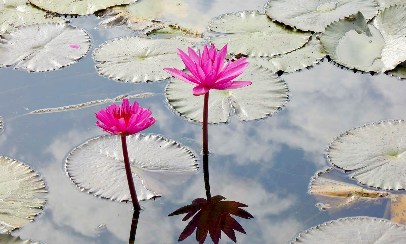 Wasserlilien - Siem Reap