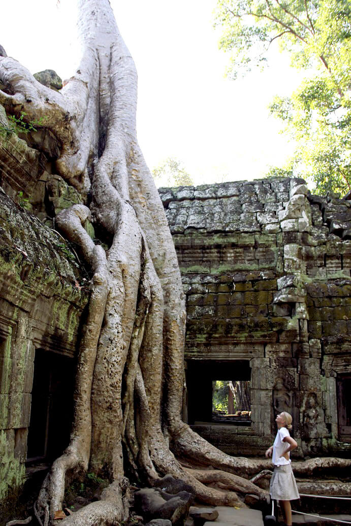 Ta Prohm Tetramelaceae tree