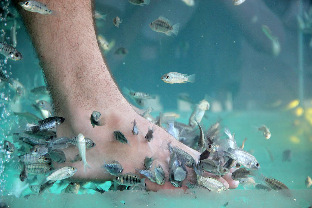 Feeling good with a fish massage in Siem Reap