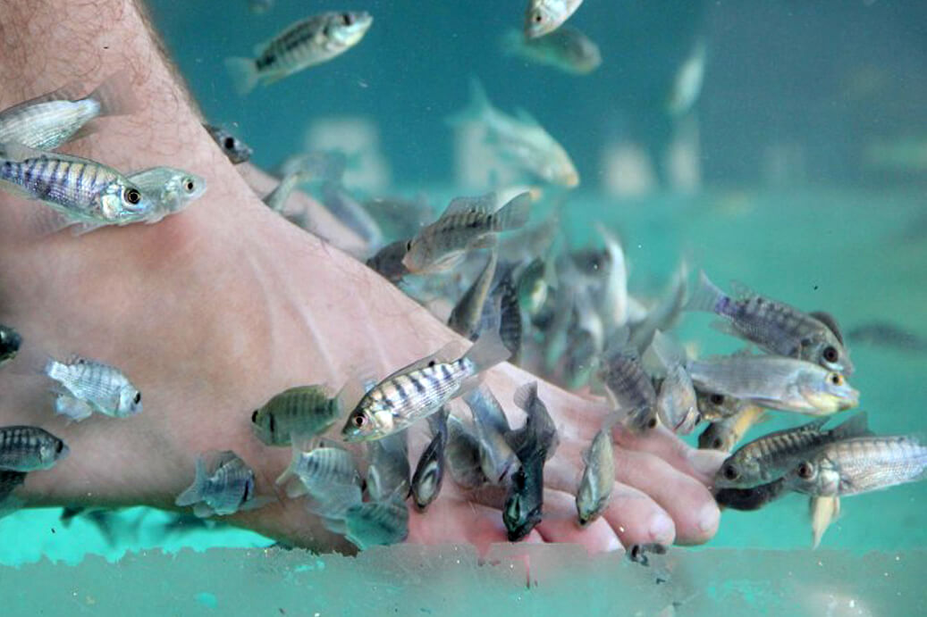 Fish massage in Siem Reap