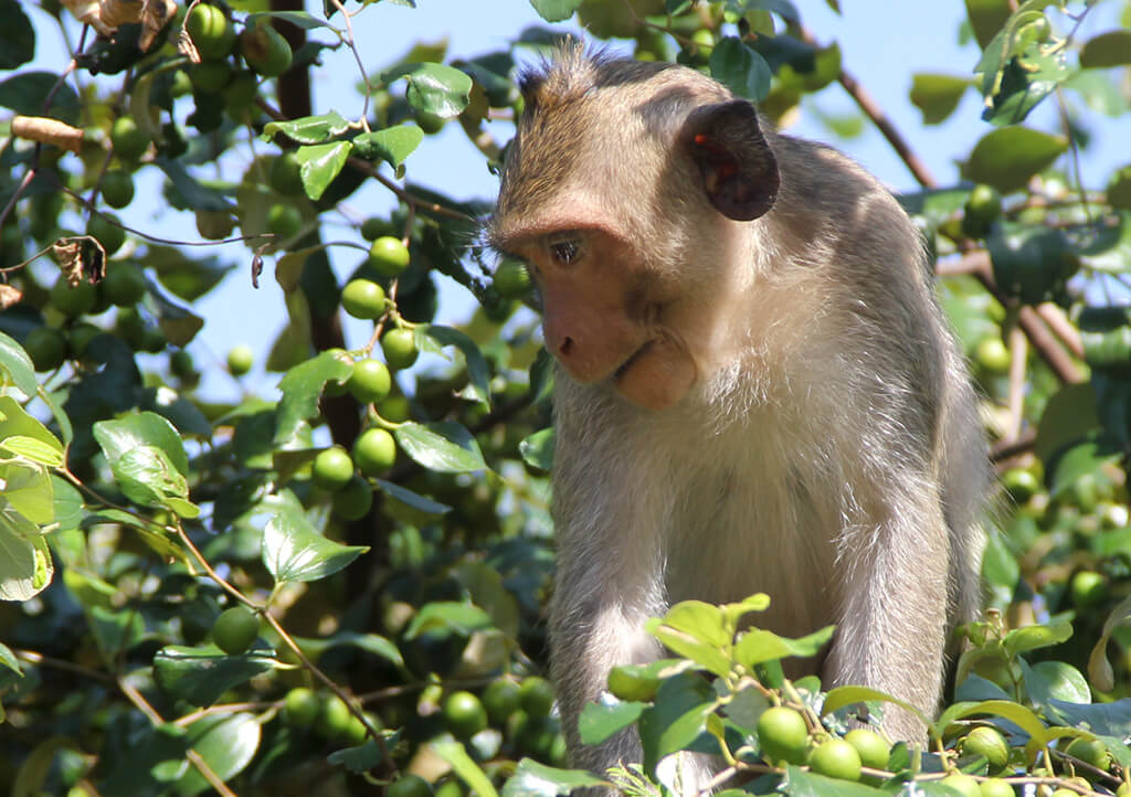 On a tree at Angkor Wat