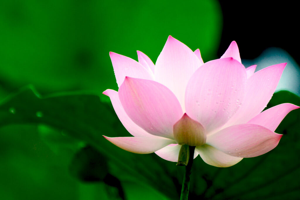 Lotusflower-cambodia