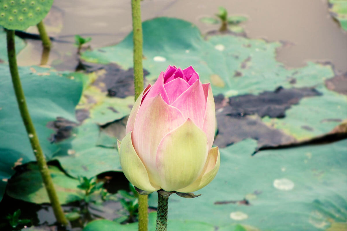 Lotus by Sujata Senan