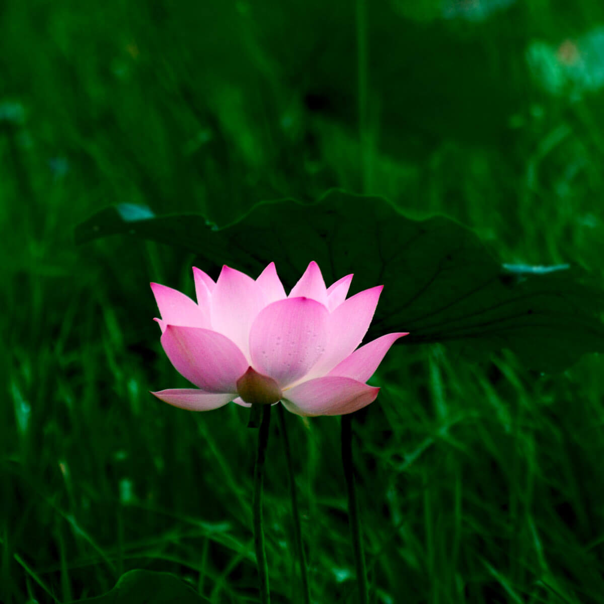 lotusbluete-kambodscha