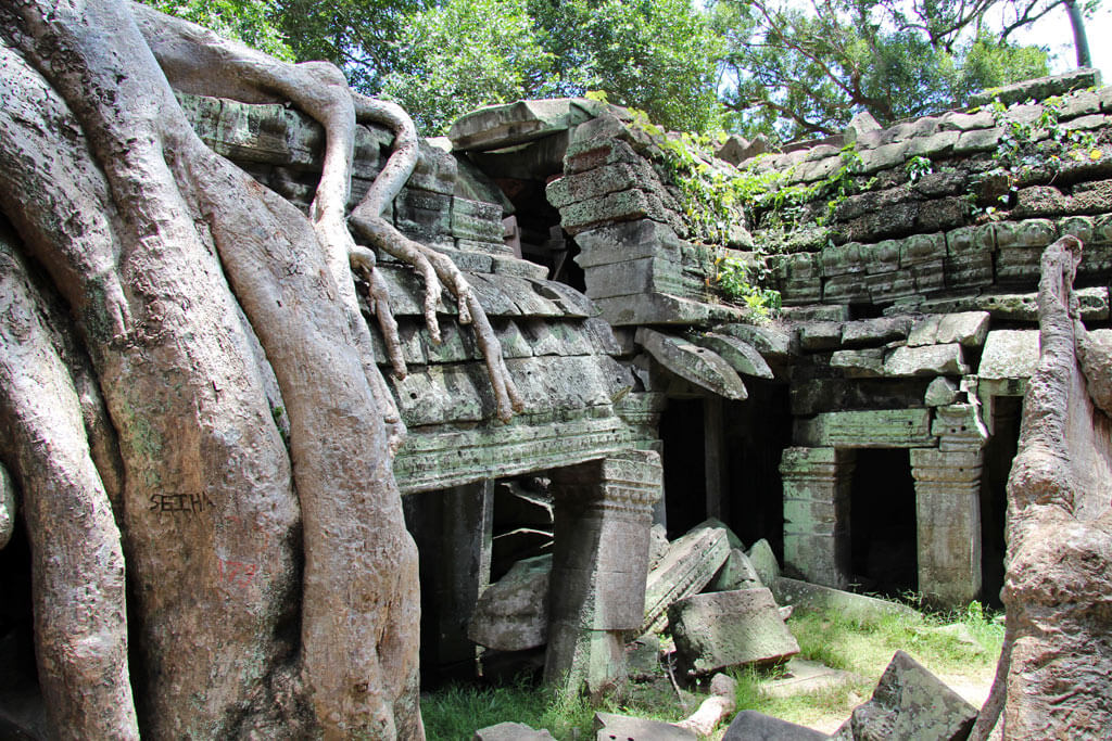 gum-trees-ta-prohm