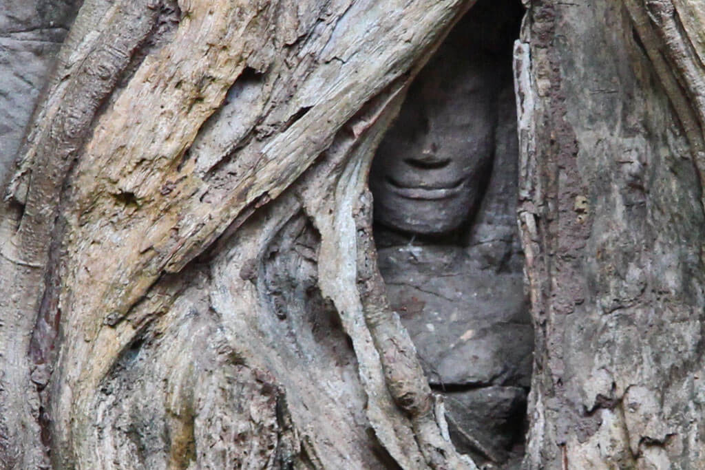 Ta Prohm: Giant root's trees all over the temple