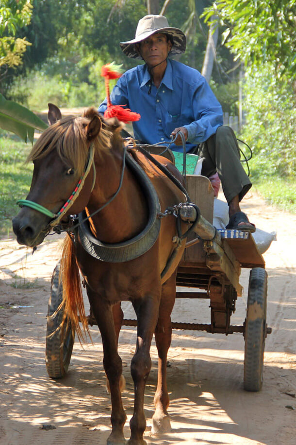 Horses are not very often used for tranports in Cambodia