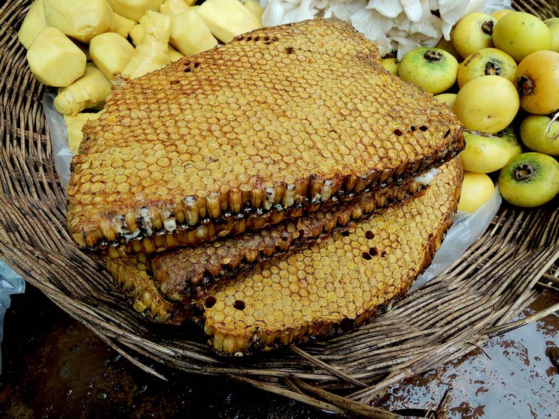 Giant Honeybee Brood Comb