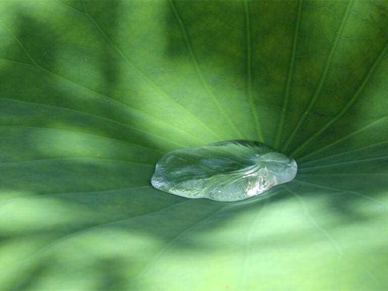 Lotusblatt mit Wassertropfen
