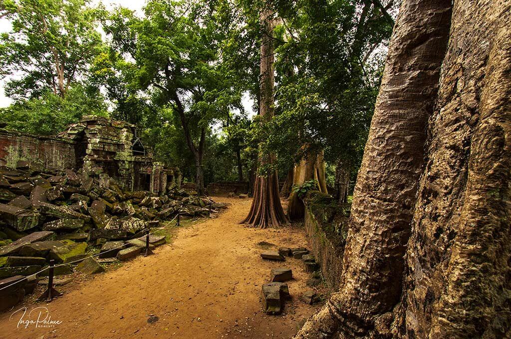 ta prohm angkor tempel