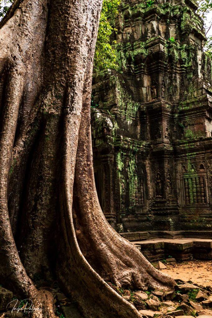 ta prohm baum angkor