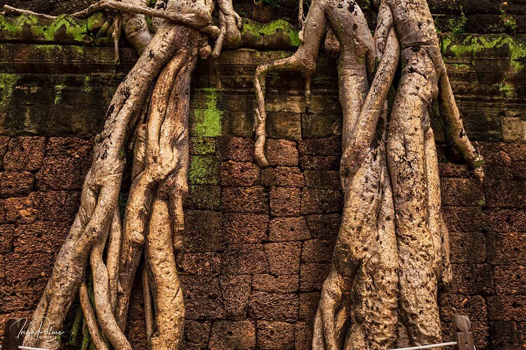 ta prohm wurzel wuergefeige mauer