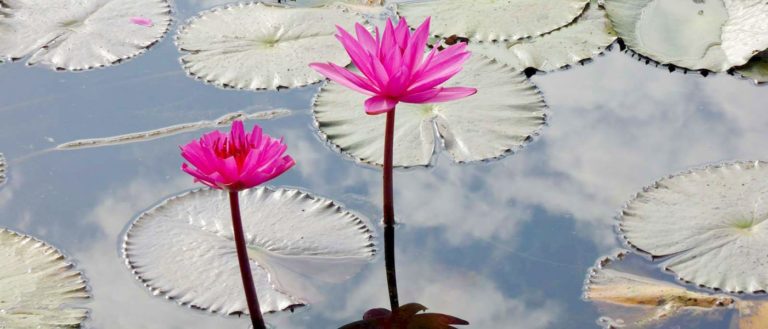Wasserlilien in Siem Reap