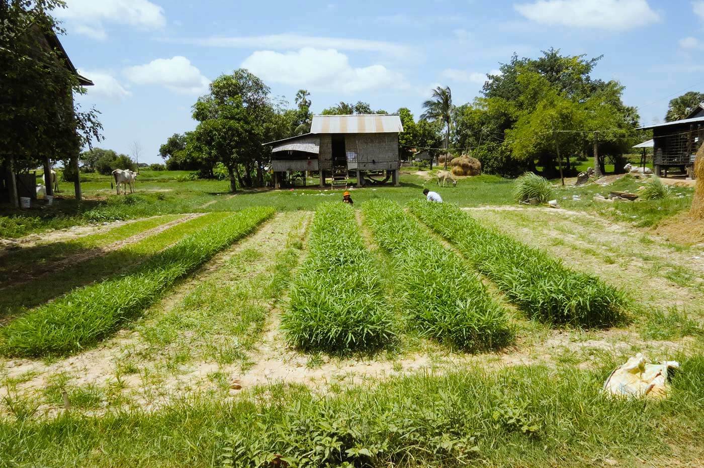 Ackerbau in der Nähe von Siem Reap