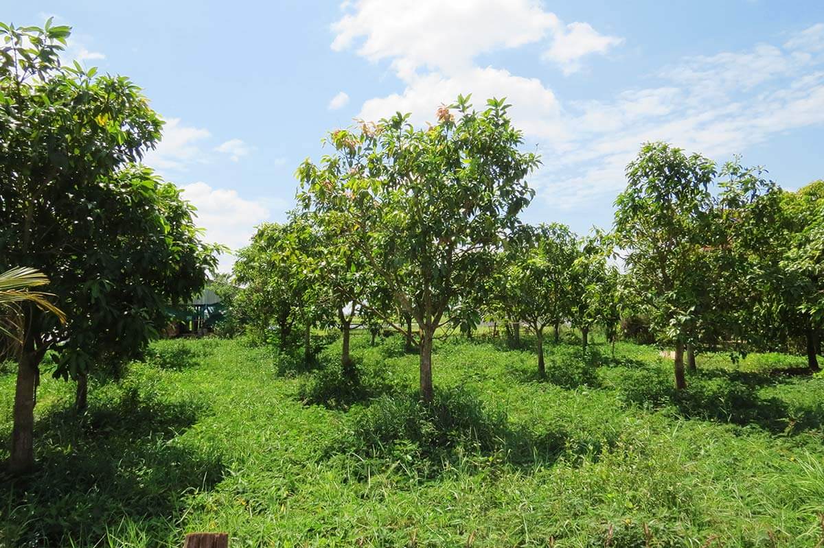 Baumplantage in der Nähe von Siem Reap