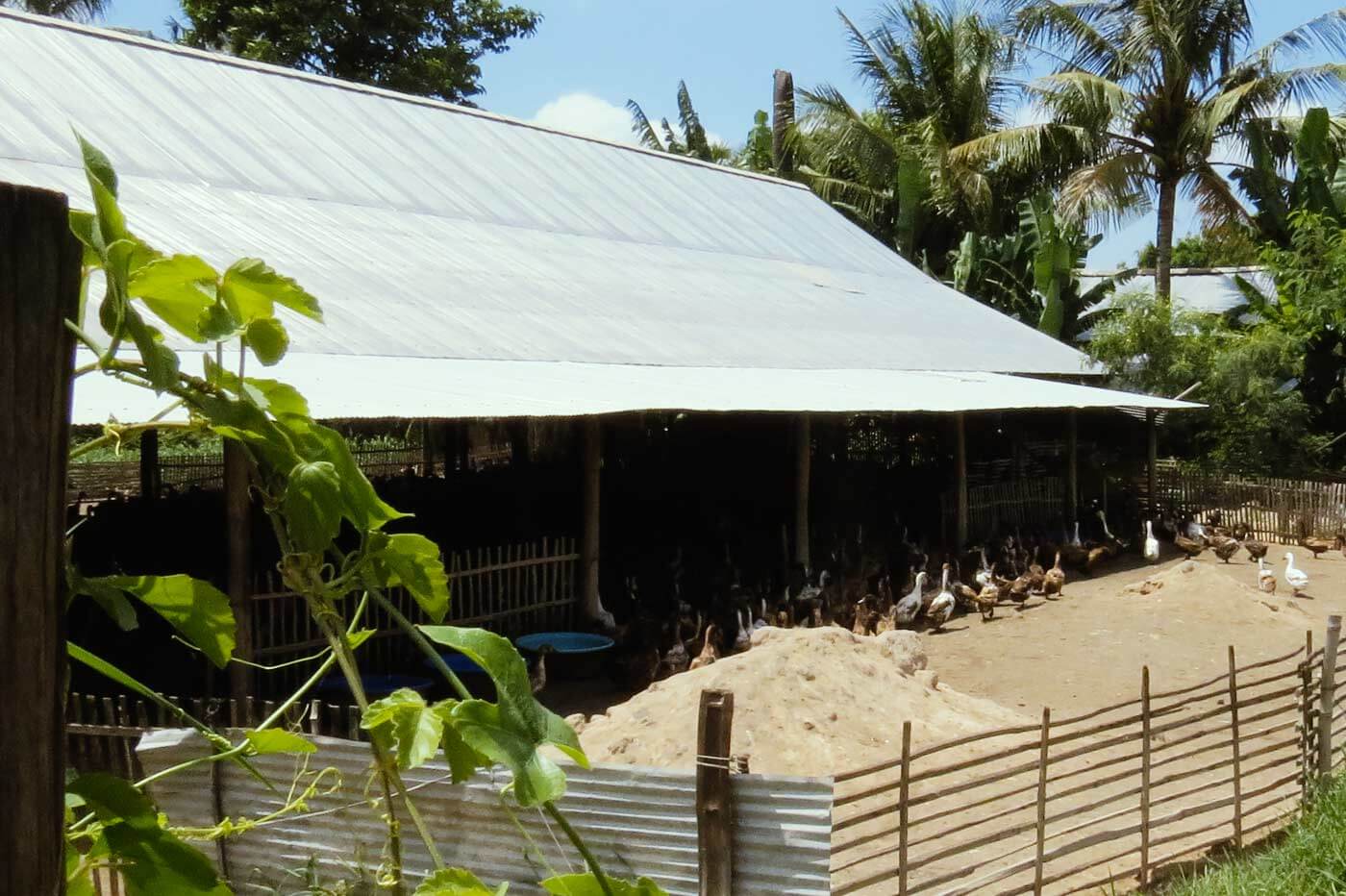 Das Außengelände der Entenfarm in der Nähe von Siem Reap