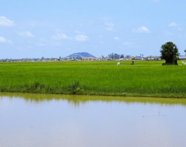Weitblick über das Feld zum Phnom Krom im Süden von Siem Reap