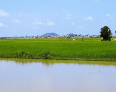 Weitblick über das Feld zum Phnom Krom im Süden von Siem Reap