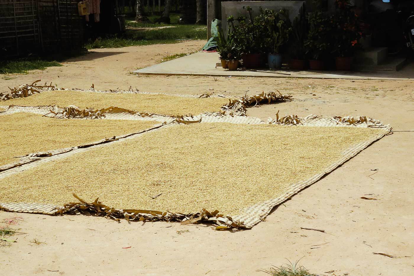 Reis trocknet auf einer Plane, Landwirtschaft Siem Reap