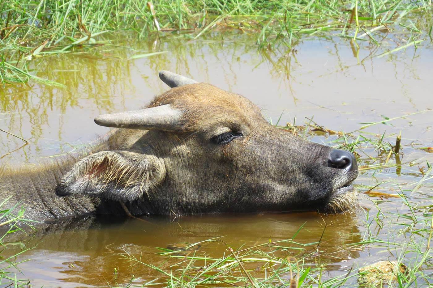 Wasserbüffel in Siem Reap