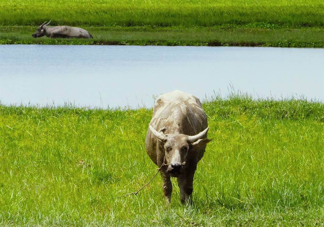 Ein Wasserbüffel beobachtet uns von seinem Platz aus auf der Wiese | Siem Reap