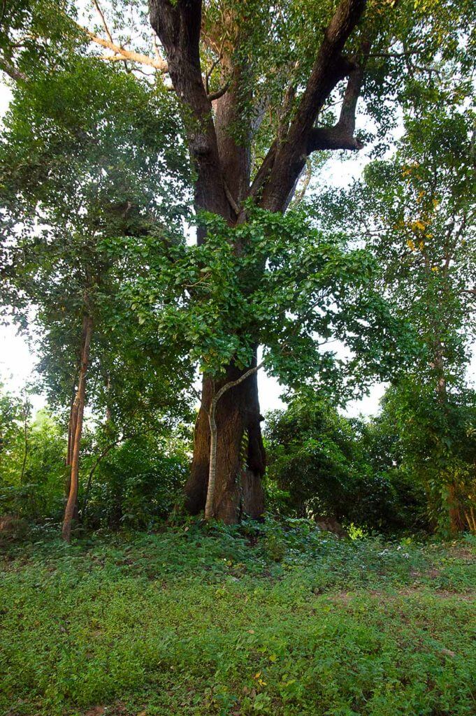 Heiliger Baum in der Leang Dai Kommune, Kambodscha