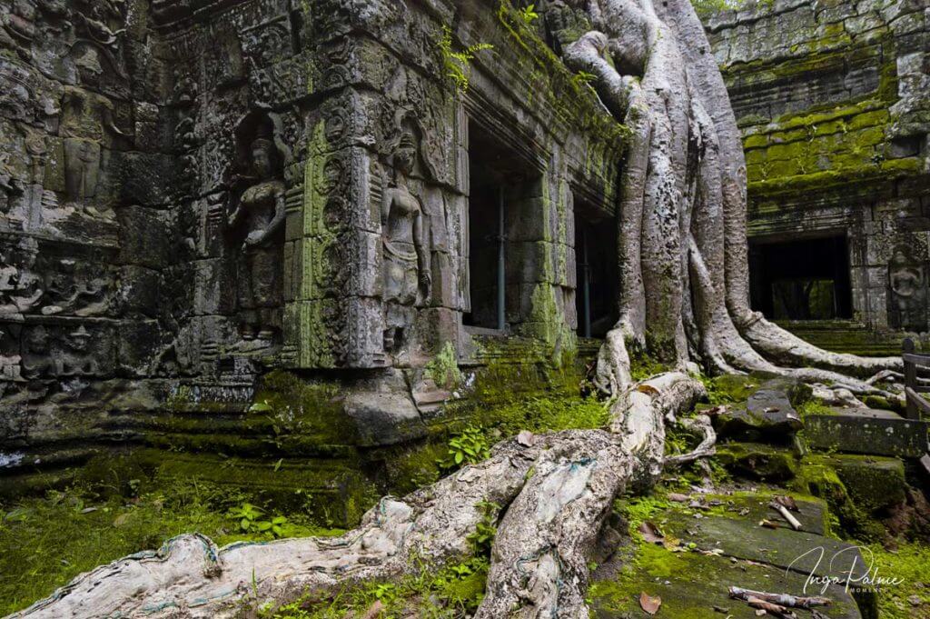 Ta Prohm - Osttor Würgefeige 15 mm