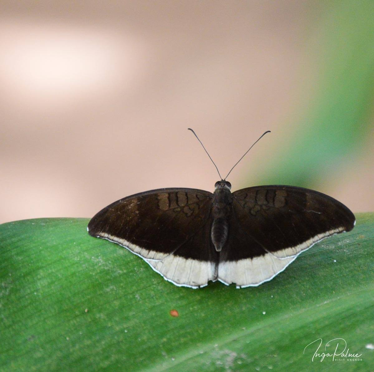 Schmetterling im Angkor Park