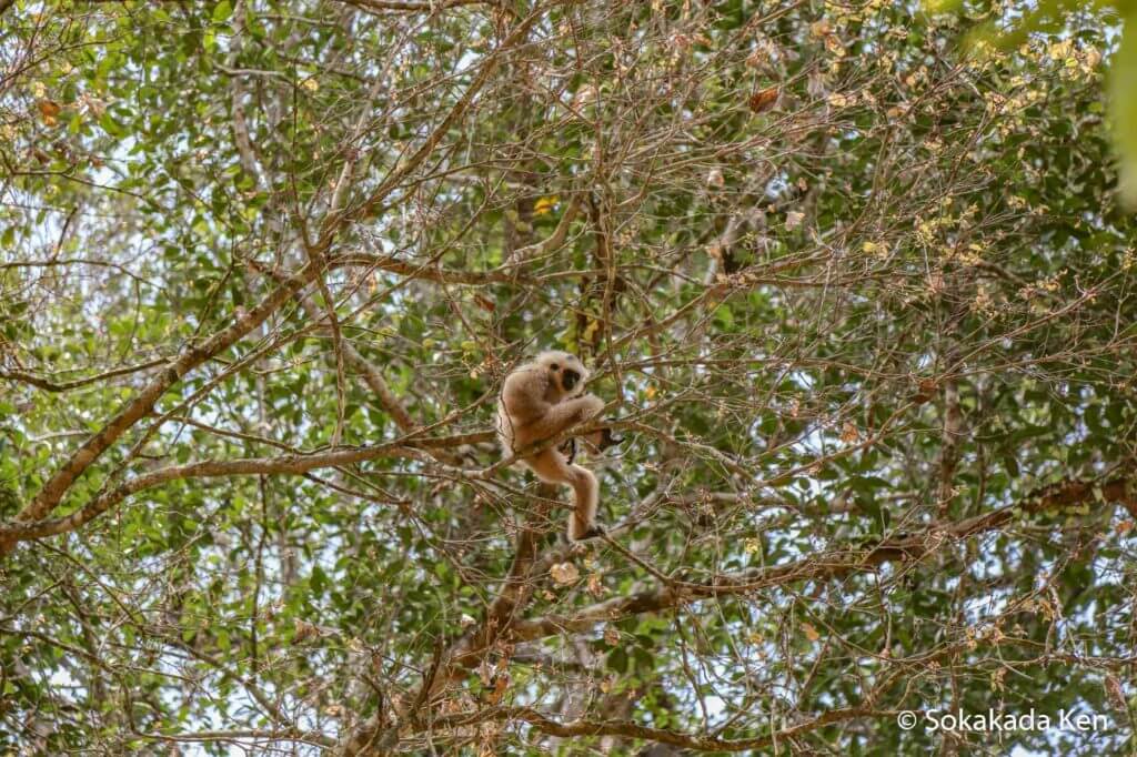 gibbon east gate angkor thom