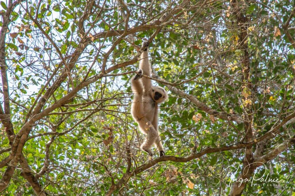 gibbon east gate angkor tour