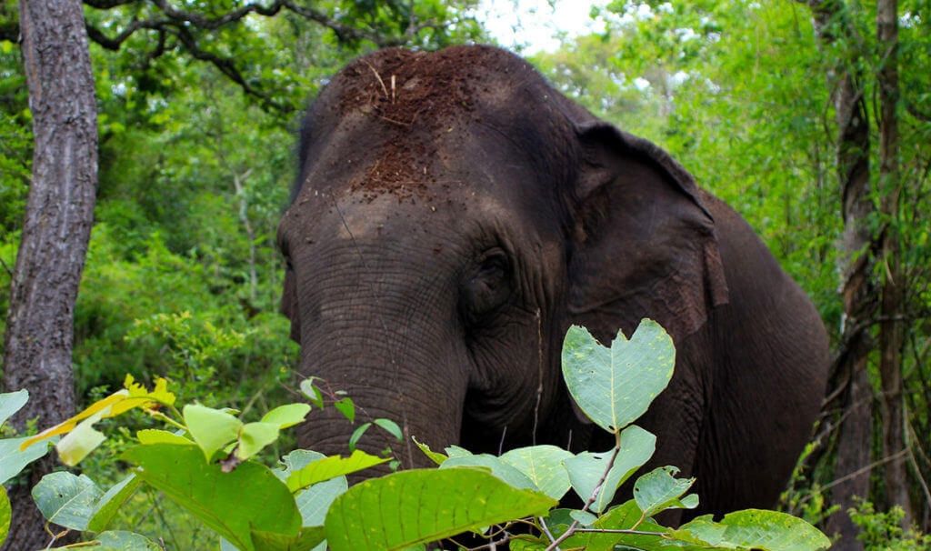 elefanten mondulkiri manuela