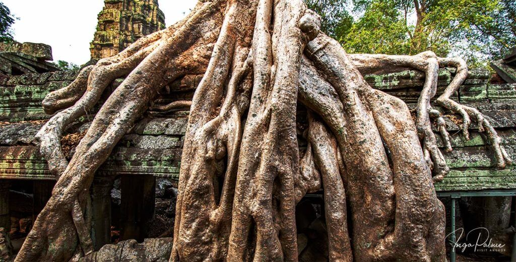 Wurzeln am Ta Prohm - Angkor Tempel 