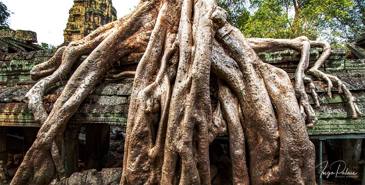 Wurzeln am Ta Prohm - Angkor Tempel