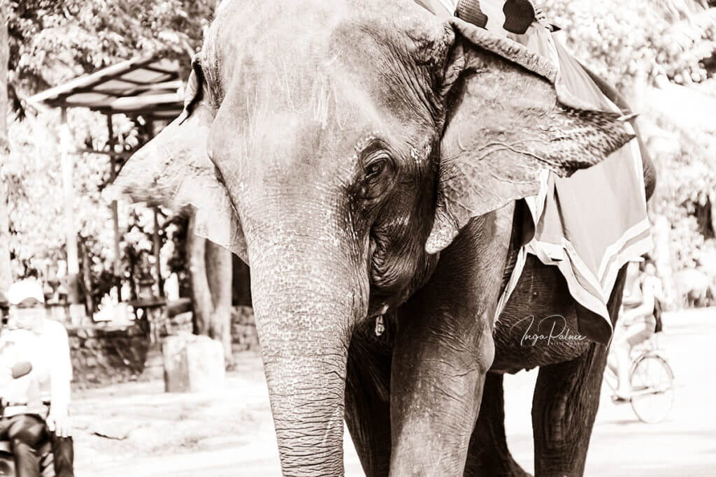elefanten angkor park