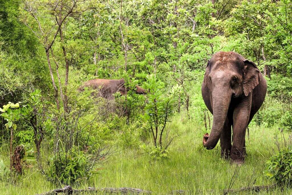 elefanten mondulkiri kambodscha