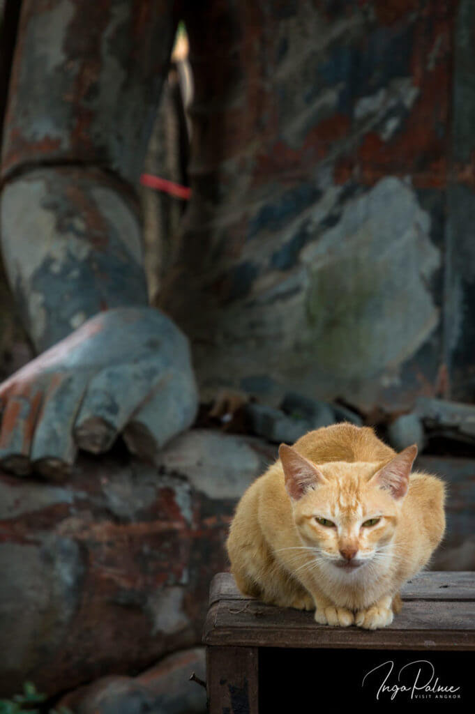 wat bo siem reap katze