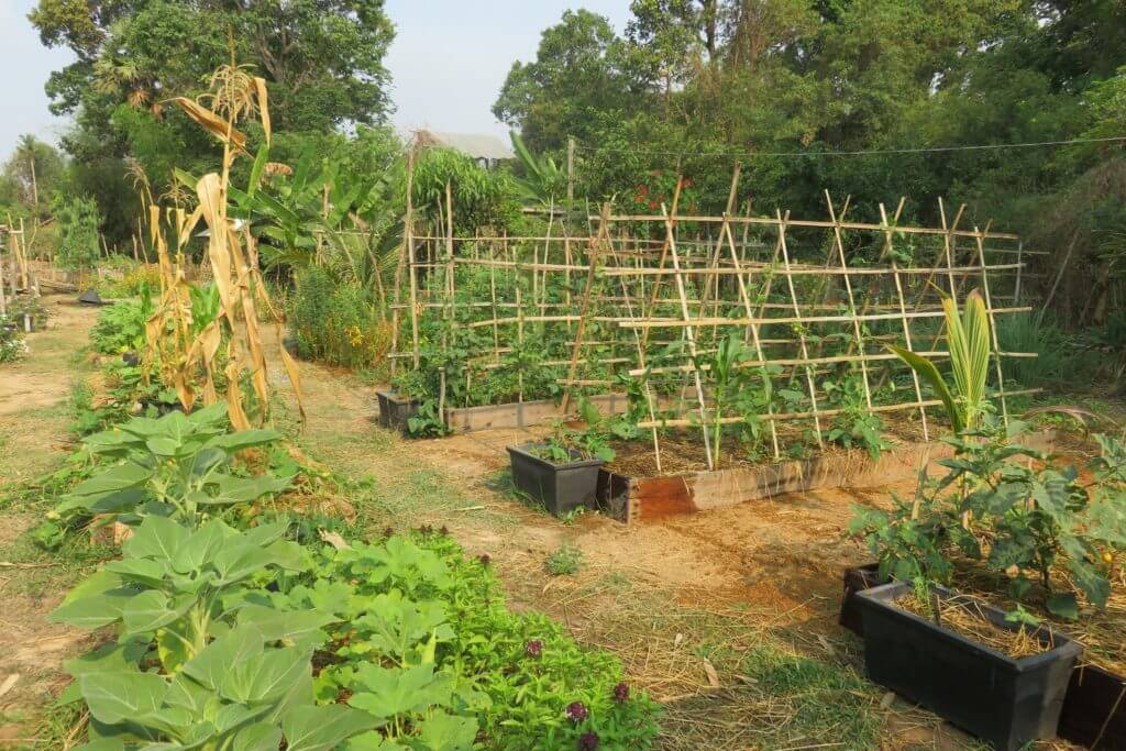 gemeinschafts garten camboria kambodscha