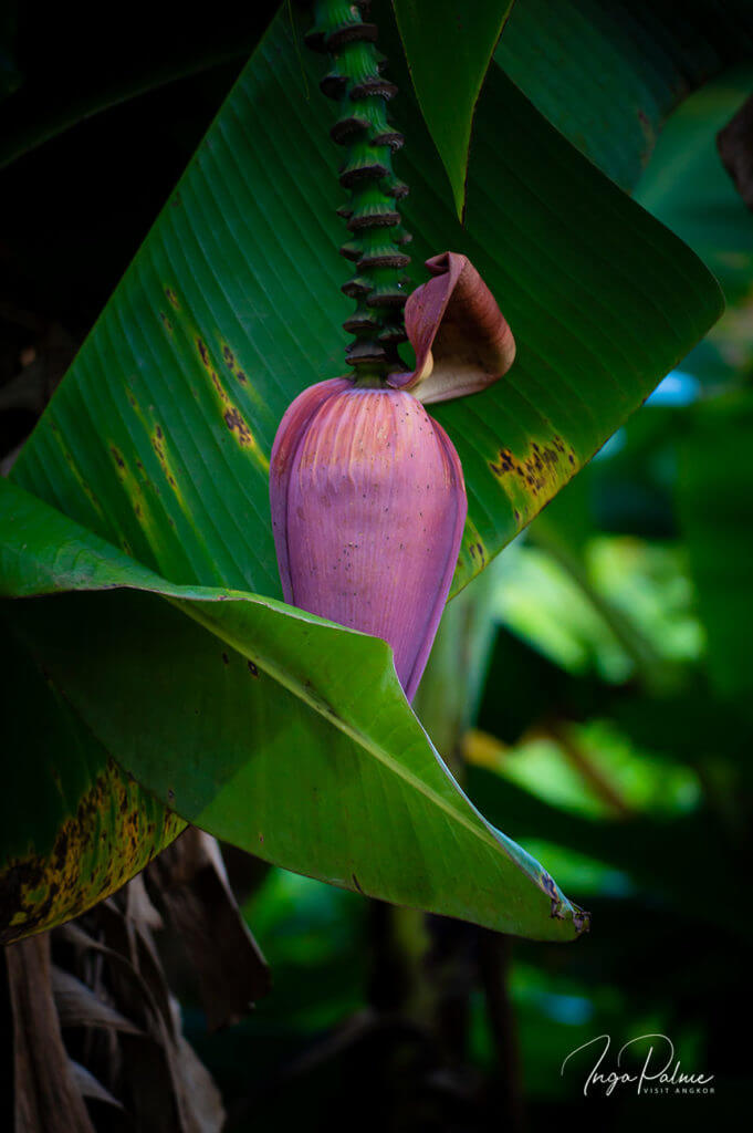 bananenbluete frucht kambodscha