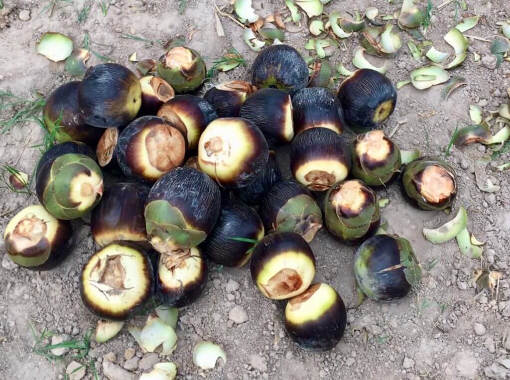 palm fruit Josef Bendick