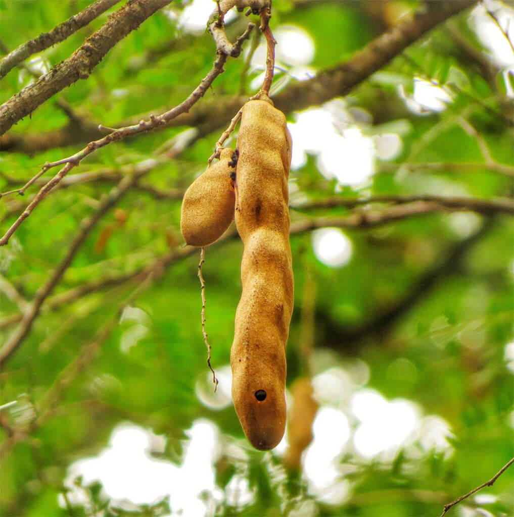 tamarinde frucht baum kambodscha