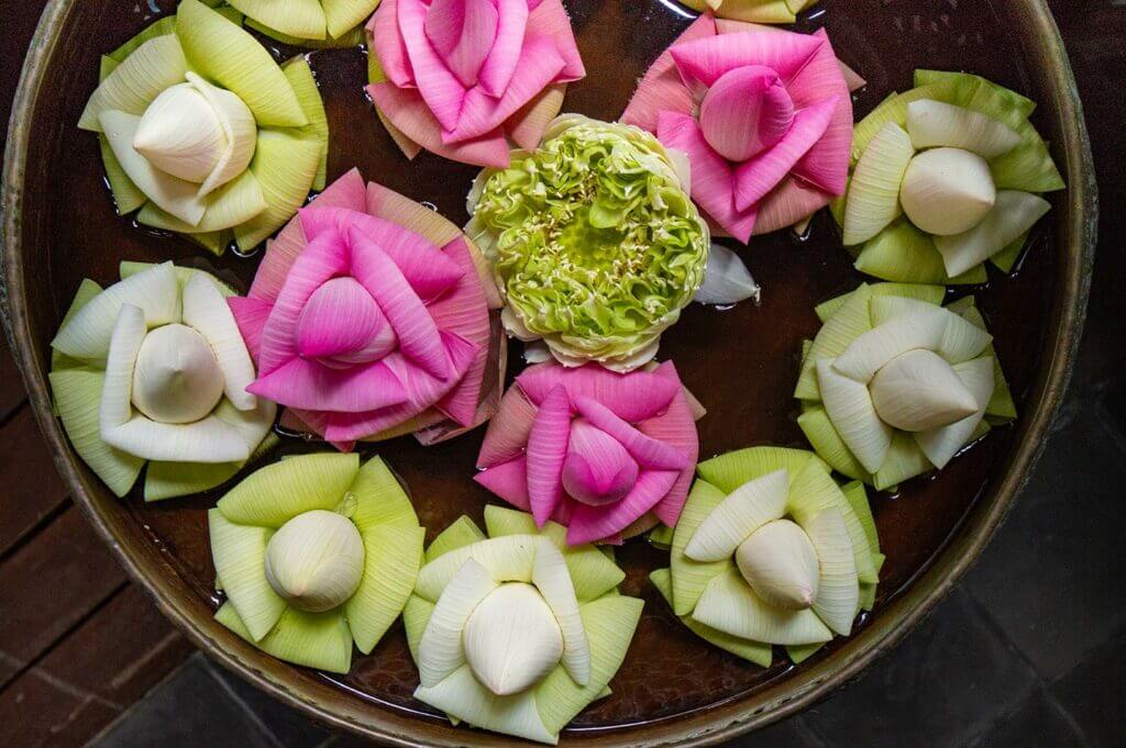 Umfaltete weiße und rosa Lotosblüten in Kambodscha