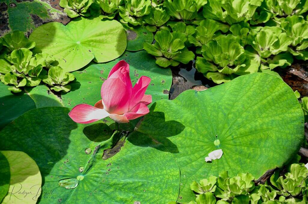 Die Wunderpflanze - Lotos! 2 Pinkfarbene Lotosblüte