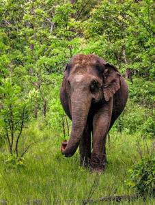 Elefanten im Reservat in Mondulkiri, Kambodscha