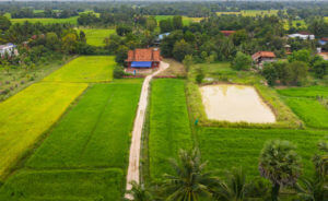 Reisfelder in der Provinz Takéo, Kambodscha