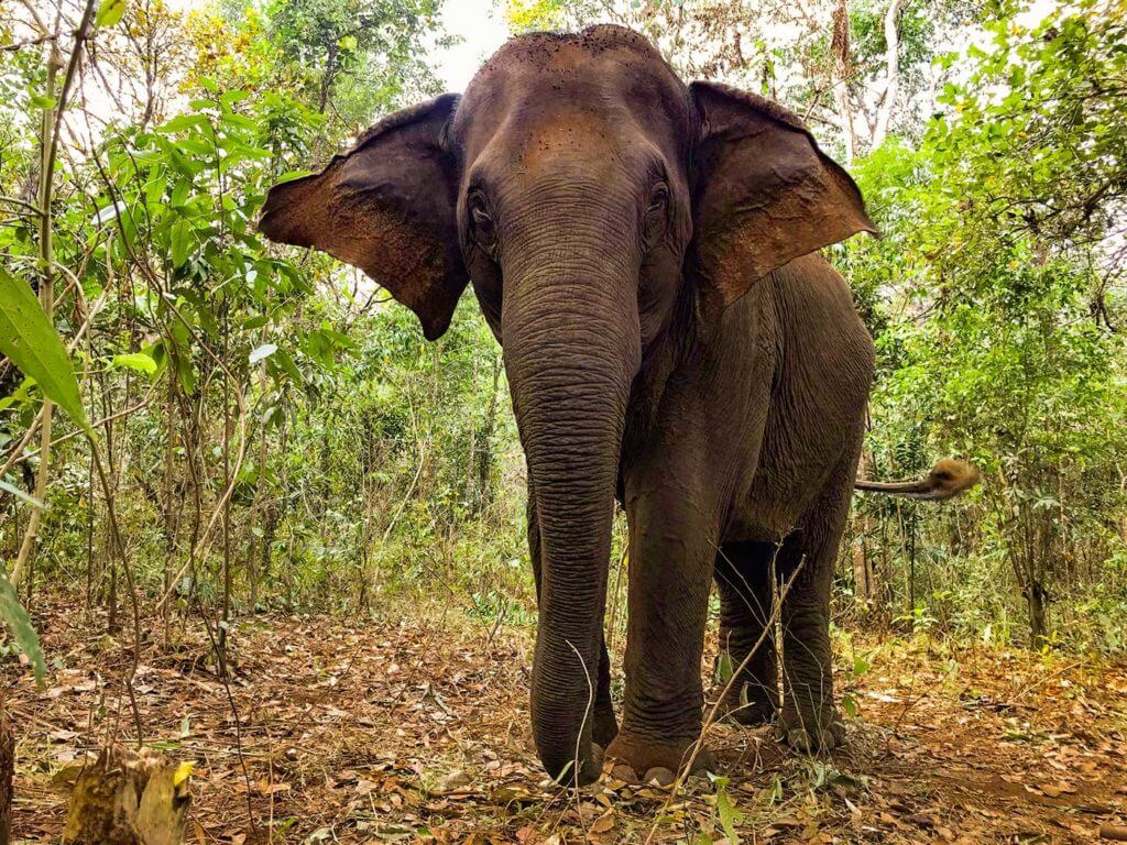elefant mondulkiri nationalpark kambodscha foto sascha ni