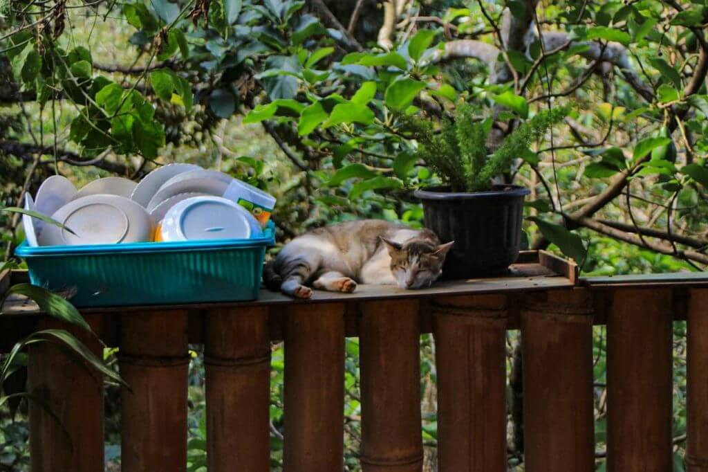 katze cinnamon cafe and bakery mondulkiri provinz kambodscha